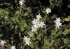 Jasminum fluminense fluminense