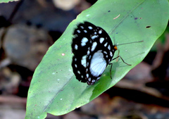 Neptis praslini