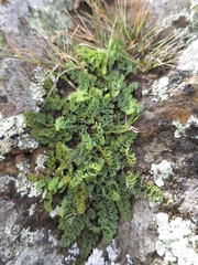 Gingidia enysii peninsulare