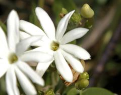 Jasminum fluminense fluminense