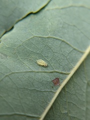 Eucallipterus tiliae