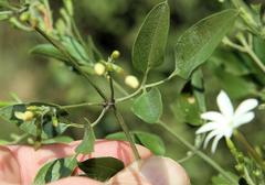 Jasminum fluminense fluminense