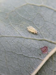Eucallipterus tiliae