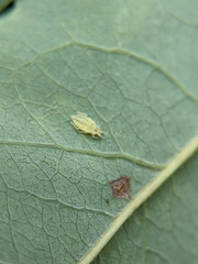 Eucallipterus tiliae