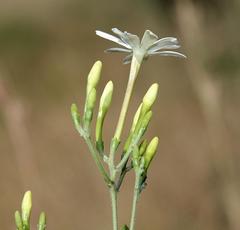 Jasminum fluminense fluminense