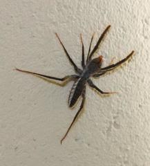 Solpugidae