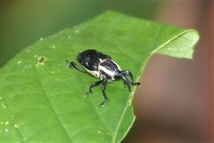 Cercidocerus lateralis