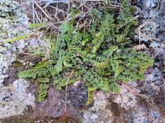 Gingidia enysii peninsulare