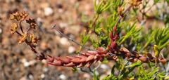 Crassula subaphylla subaphylla