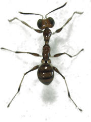 Gonatopus alpinus