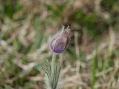 Pulsatilla
