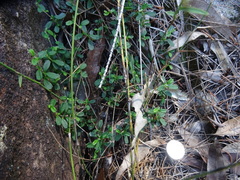 Xanthosia tridentata