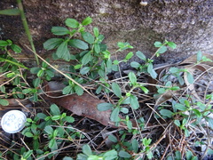 Xanthosia tridentata
