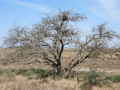 Prosopis caldenia