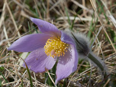 Pulsatilla