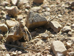 Sphingonotus azurescens
