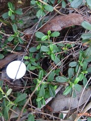 Xanthosia tridentata
