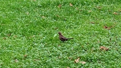 Turdus merula