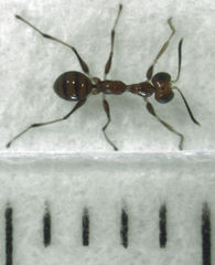 Gonatopus alpinus