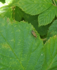 Himacerus mirmicoides