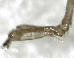 Gonatopus alpinus
