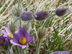 Pulsatilla