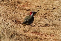 Campethera bennettii