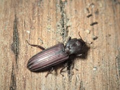 Bothrideridae