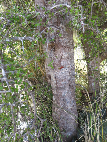 Wall's coprosma (Coprosma wallii)