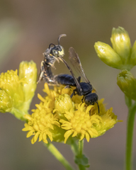 Protandrena andrenoides