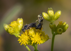 Protandrena andrenoides