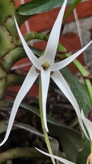 Aerangis thomsonii