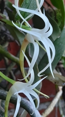 Aerangis thomsonii