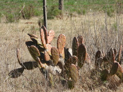 Opuntia bonaerensis
