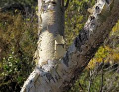 Steganotaenia araliacea araliacea