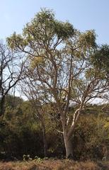 Steganotaenia araliacea araliacea
