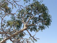 Steganotaenia araliacea araliacea