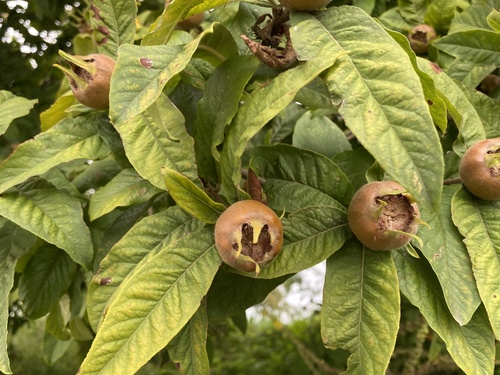 Medlar