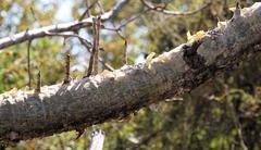 Steganotaenia araliacea araliacea
