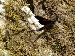 Castilia castilla