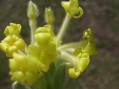 Lasiosiphon anthylloides