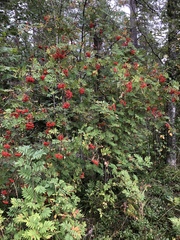 Sorbus aucuparia