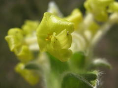 Lasiosiphon anthylloides