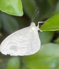 Leptosia nina niobe