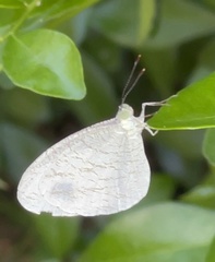 Leptosia nina niobe