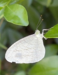 Leptosia nina niobe