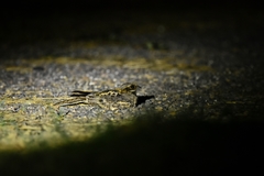 Caprimulgus asiaticus