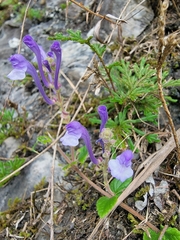 Scutellaria tashiroi