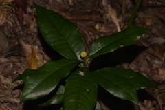 Eupomatia bennettii
