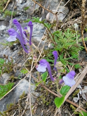 Scutellaria tashiroi
